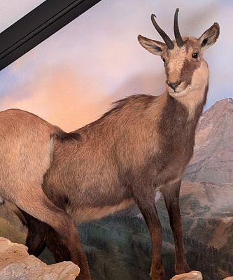 Alpine Chamois Full Body Taxidermy Mount No Base. Mount is in very nice condition with light 