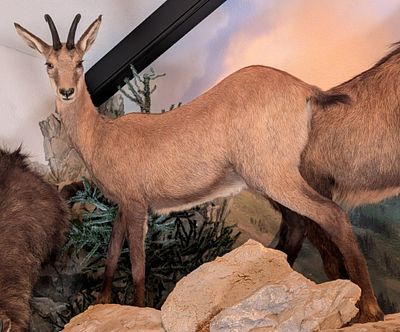 Alpine Chamois Full Body Taxidermy Mount No Base. Mount is in very nice condition with light 