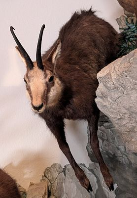 Alpine Chamois Full Body Taxidermy Mount No Base. Mount is in very nice condition with light 