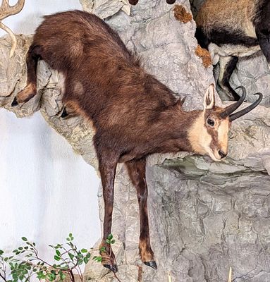 Alpine Chamois Full Body Taxidermy Mount No Base. Mount is in very nice condition with light 