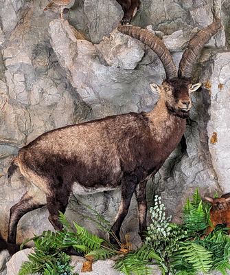 Iberian Ibex Full Body Taxidermy Mount No Base. Mount is in very nice condition with light wear 