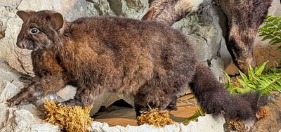 South Pacific Possum Full Body Taxidermy Mount No Base. Mount is in very nice condition with 