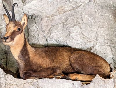 Alpine Chamois Full Body Taxidermy Mount No Base. Mount is in very nice condition with light 