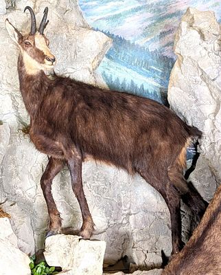 Alpine Chamois Full Body Taxidermy Mount No Base. Mount is in very nice condition with light 