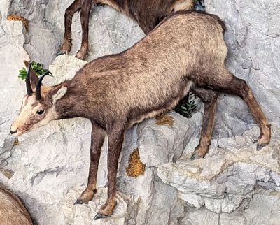 Alpine Chamois Full Body Taxidermy Mount No Base. Mount is in very nice condition with light 