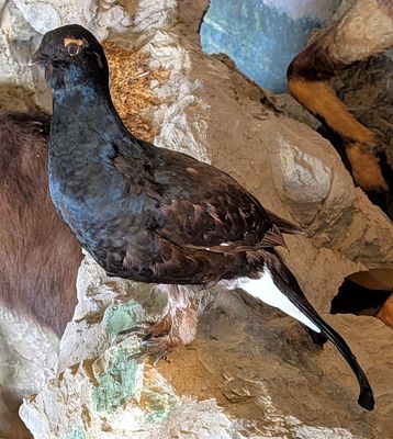 Black Grouse Full Body Taxidermy Mount No Base. Mount is in very nice condition with light wear 