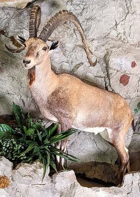 Super Rare Nubian Ibex Full Body Taxidermy Mount. Update