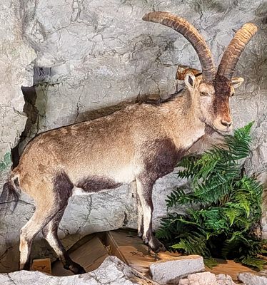 Iberian Ibex Full Body Taxidermy Mount No Base . Mount is in very nice condition with light 