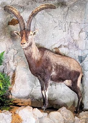 Iberian Ibex Full Body Taxidermy Mount No Base . Mount is in very nice condition with light 