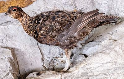 Red Grouse Full Body Taxidermy Mount No Base. Mount is in very nice condition with light wear 