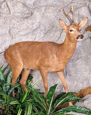 Roe Deer Full Body Taxidermy Mount No Base. Mount is in very nice condition with light wear 