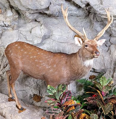 Sika Deer Full Body Taxidermy Mount No Base. Mount is in very nice condition with light wear 
