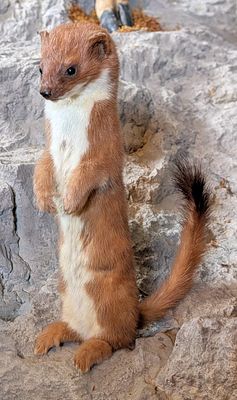 Weasel Full Body Taxidermy Mount. Mount is in very nice condition with light wear from display 