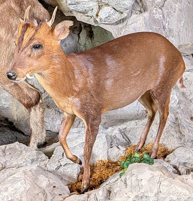 Muntjac Deer Full Body Taxidermy Mount No Base.? This mount has vampire style teeth and is 