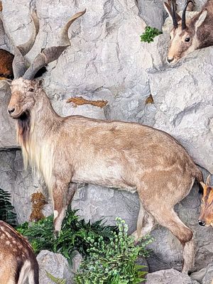 Markhor Full Body Taxidermy Mount No Base INDIANA RESIDENTS ONLY. Markhor Full Body Taxidermy 