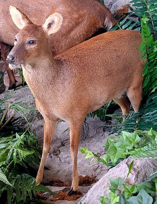 Chinese Water Deer Full Body Taxidermy Mount No Base.? This mount has teeth like a vampire and 