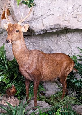 Hog Deer Full Body Taxidermy Mount No Base INDIANA RESIDENTS ONLY. Hog Deer Full Body Taxidermy 