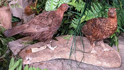 Pair of Red Grouse Full Body Taxidermy Mounts on Habitat Base. Mount is in very nice condition 