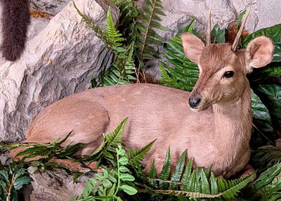 Resting Brocket Deer Full Body Taxidermy Mount. Mount is in very nice condition with light wear 