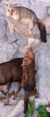Pair of Brush Tail Possum Full Body Taxidermy Wall Mounts on Driftwood. Mounts are in very nice 