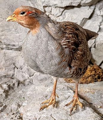 Gray Partridge Full Body Taxidermy Mount No Base. Mount is in very nice condition with light 