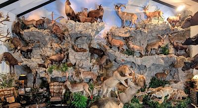 Entire Taxidermy Habitat Rock Wall. This is a massive section of faux rock.? Many companies 