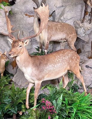 Fallow Deer Full Body Taxidermy Mount on Habitat Base. Mount is in very nice condition with 
