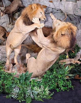 Fighting Male African Lion Pair Full Body Taxidermy Mount on Habitat Base INDIANA RESIDENTS ONLY. 