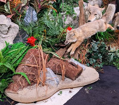 Running Corsac Fox Full Body Taxidermy Mount on Habitat Base. Base features a forest scene with 