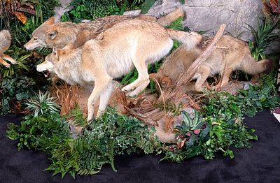 Very Rare Running Mongolian Wolf Pack Taxidermy Display on Habitat Base. It is rare to even 