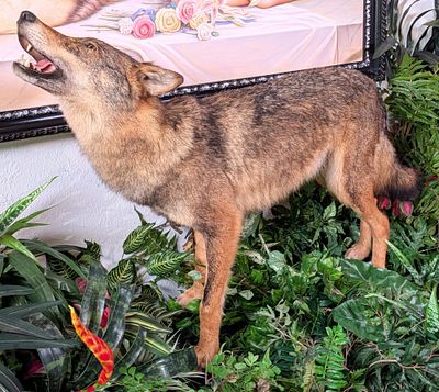 Spanish Wolf Full Body Taxidermy Mount No Base. Mount is in very nice condition with minimal 