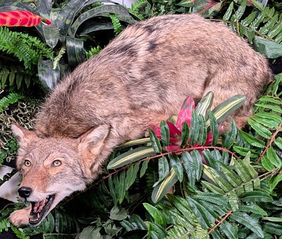 Defensive Coyote Full Body Taxidermy Mount No Base. Mount is in very nice condition with 