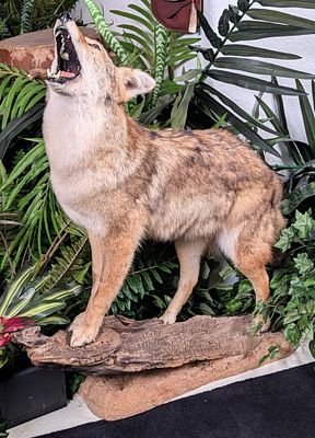 Coyote Full Body Taxidermy Mount on Wood Base. Mount is in very nice condition with minimal 
