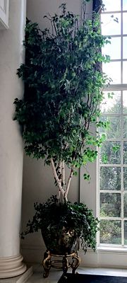 Artificial Birch Tree in a Gold-Accented Japanese-Style Porcelain Planter. Planter Feature 