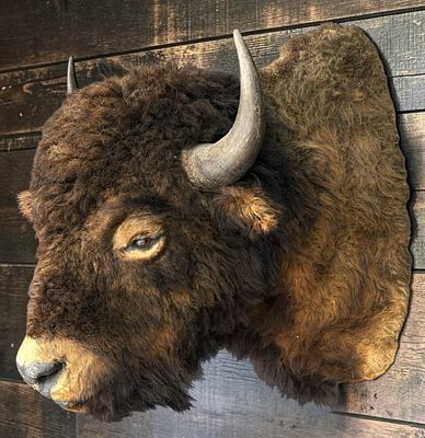 American Bison Shoulder Mount Taxidermy. This features a nice thick coat of fur. Mount is in 
