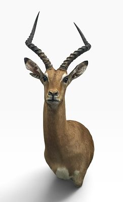 Premium African Impala Taxidermy Shoulder Mount. This Premium African Impala Taxidermy Shoulder 