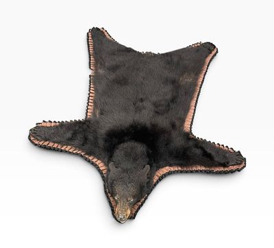 60"X 60" North American Black Bear Full Hide Taxidermy Rug. North American Black Bear Full Hide 
