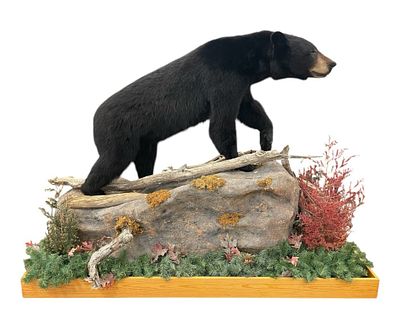 Canadian Black Bear Full Body Taxidermy Mount on Outdoor Rock Base. This Canadian black bear 