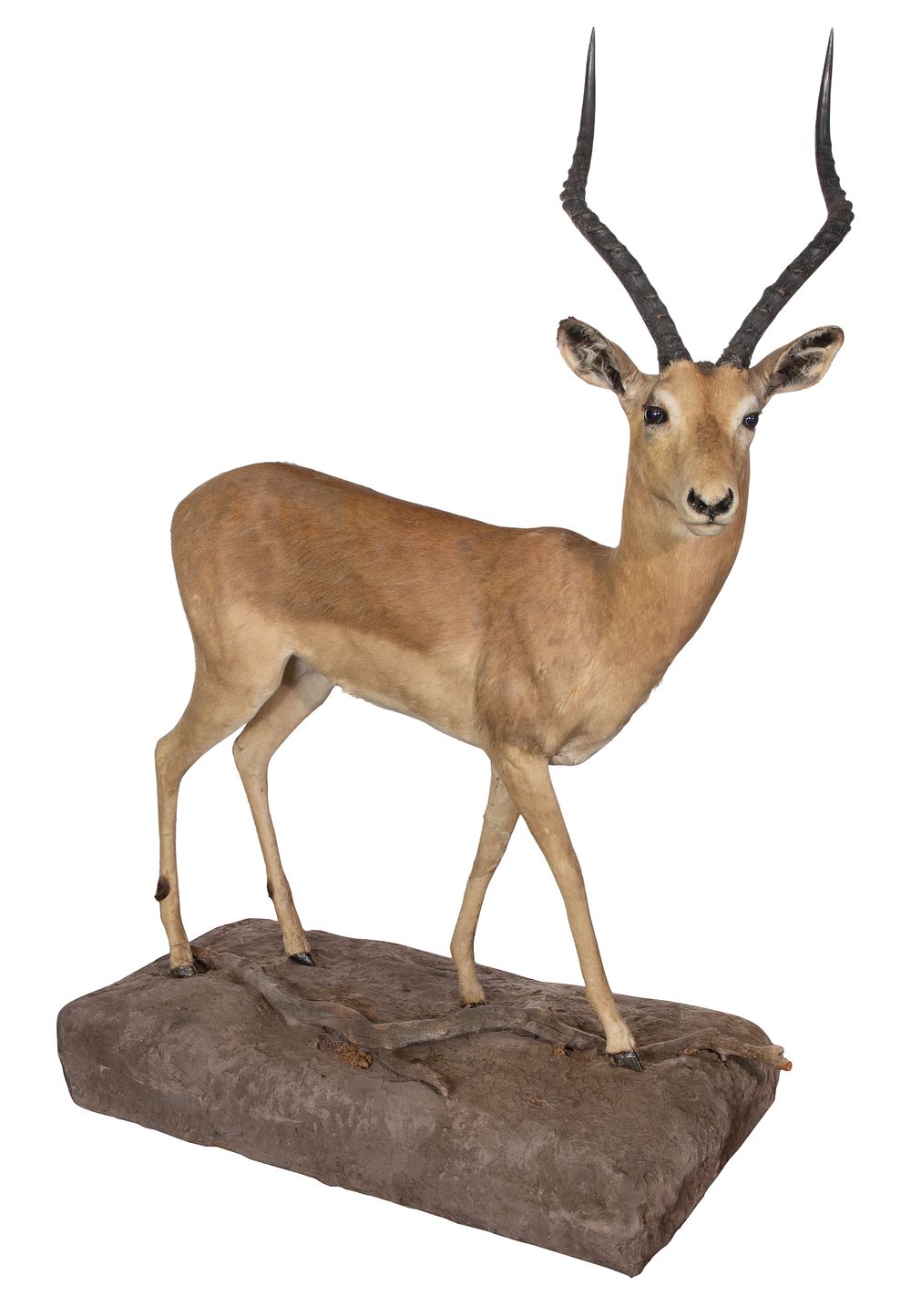 Lot 299: African Impala Full Mount Taxidermy