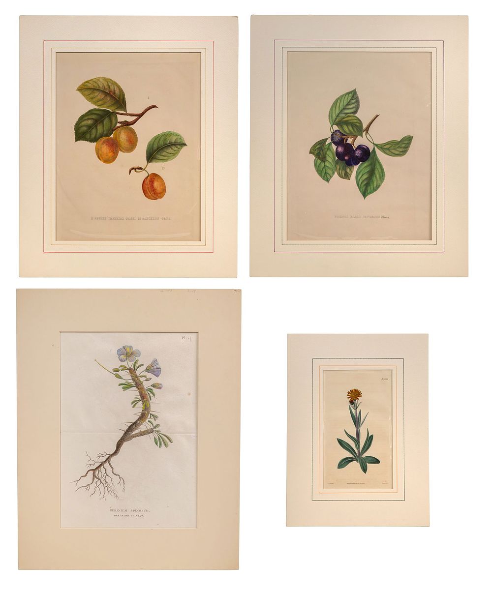 Lot 316: Hand-colored Botanical Print Assortment