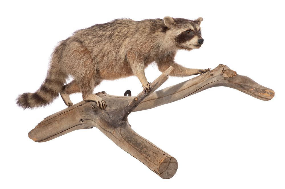 Lot 297: Raccoon Full Body Wall Mount