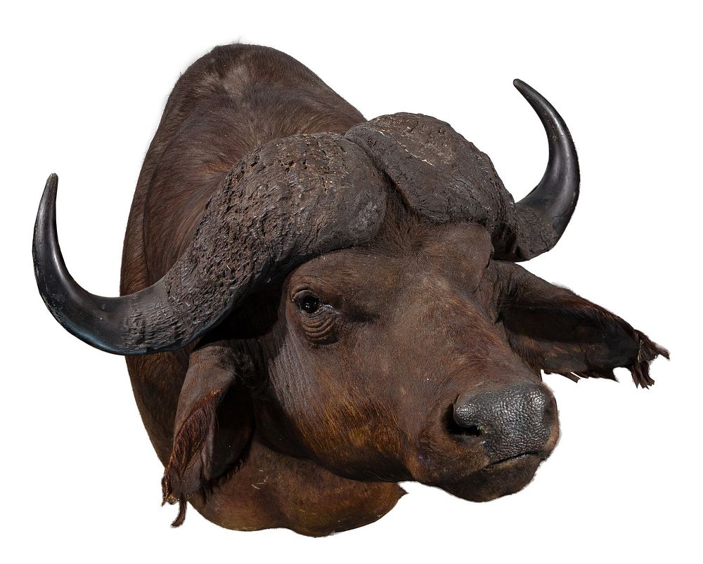 Lot 298: African Cape Buffalo Shoulder Mount Taxidermy