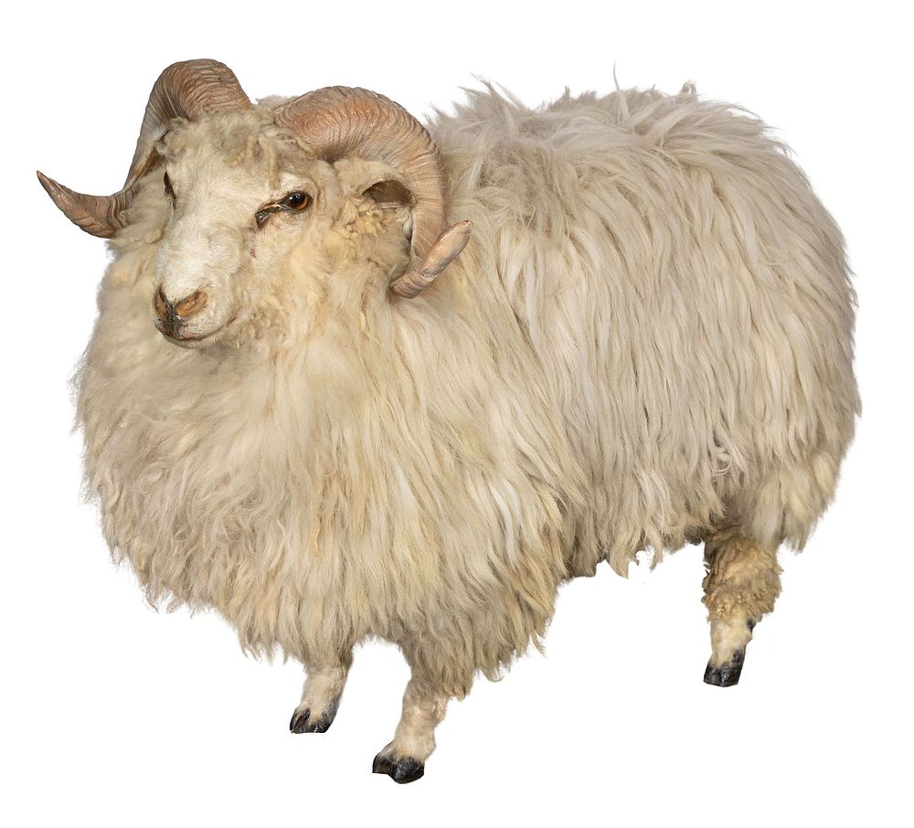 Lot 299: Icelandic Sheep Full Mount Taxidermy