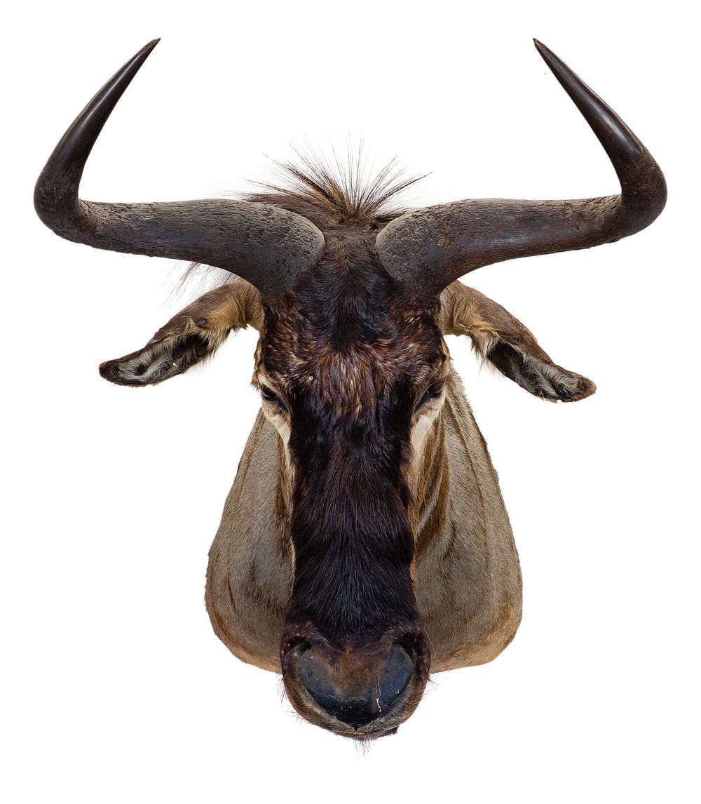 Lot 300: African Blue Wildebeest Shoulder Mount Taxidermy