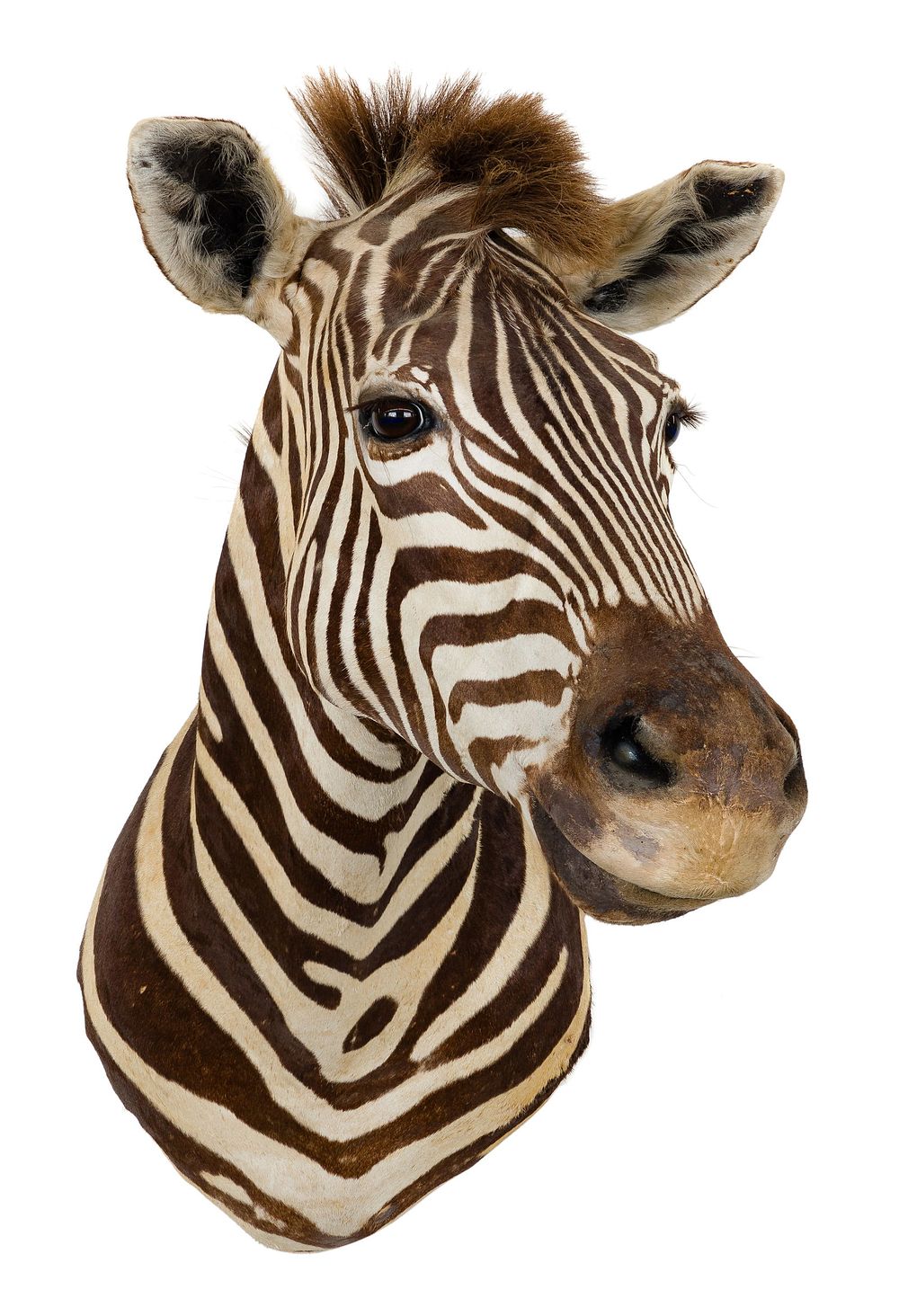 Lot 301: African Burchell's Zebra Shoulder Mount Taxidermy