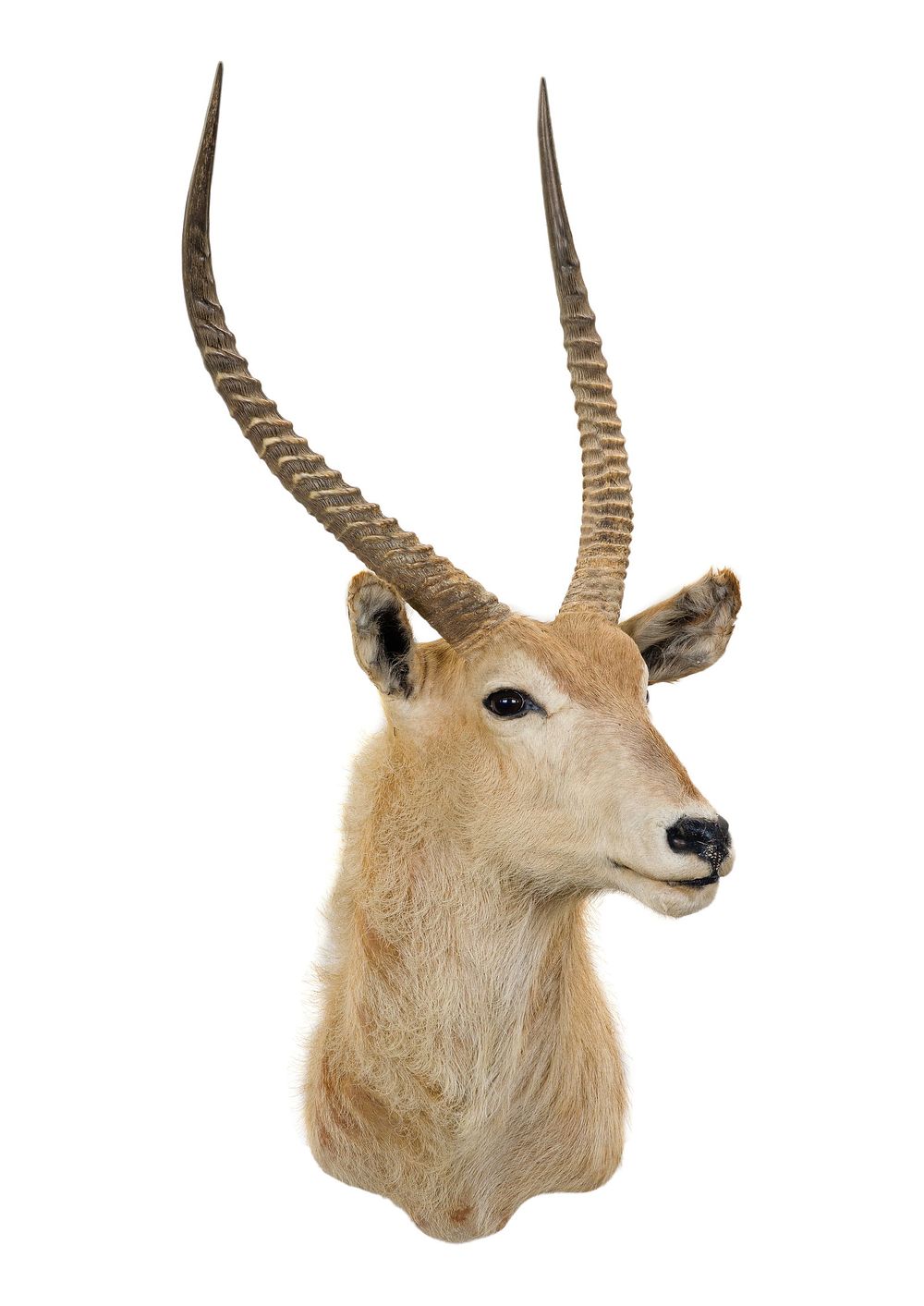 Lot 302: African Defassa Waterbuck Shoulder Mount Taxidermy