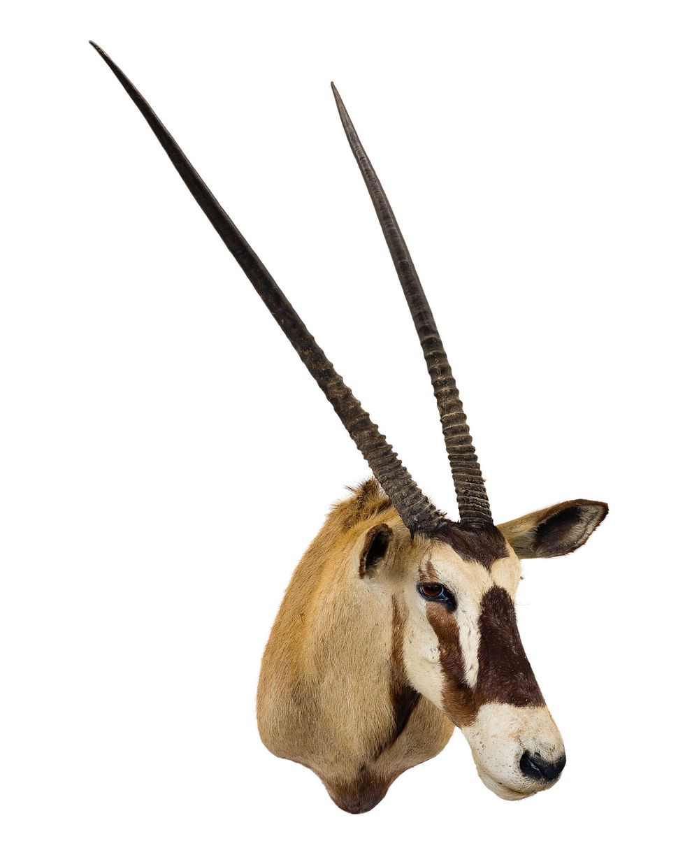 Lot 303: African Gemsbuck Shoulder Mount Taxidermy