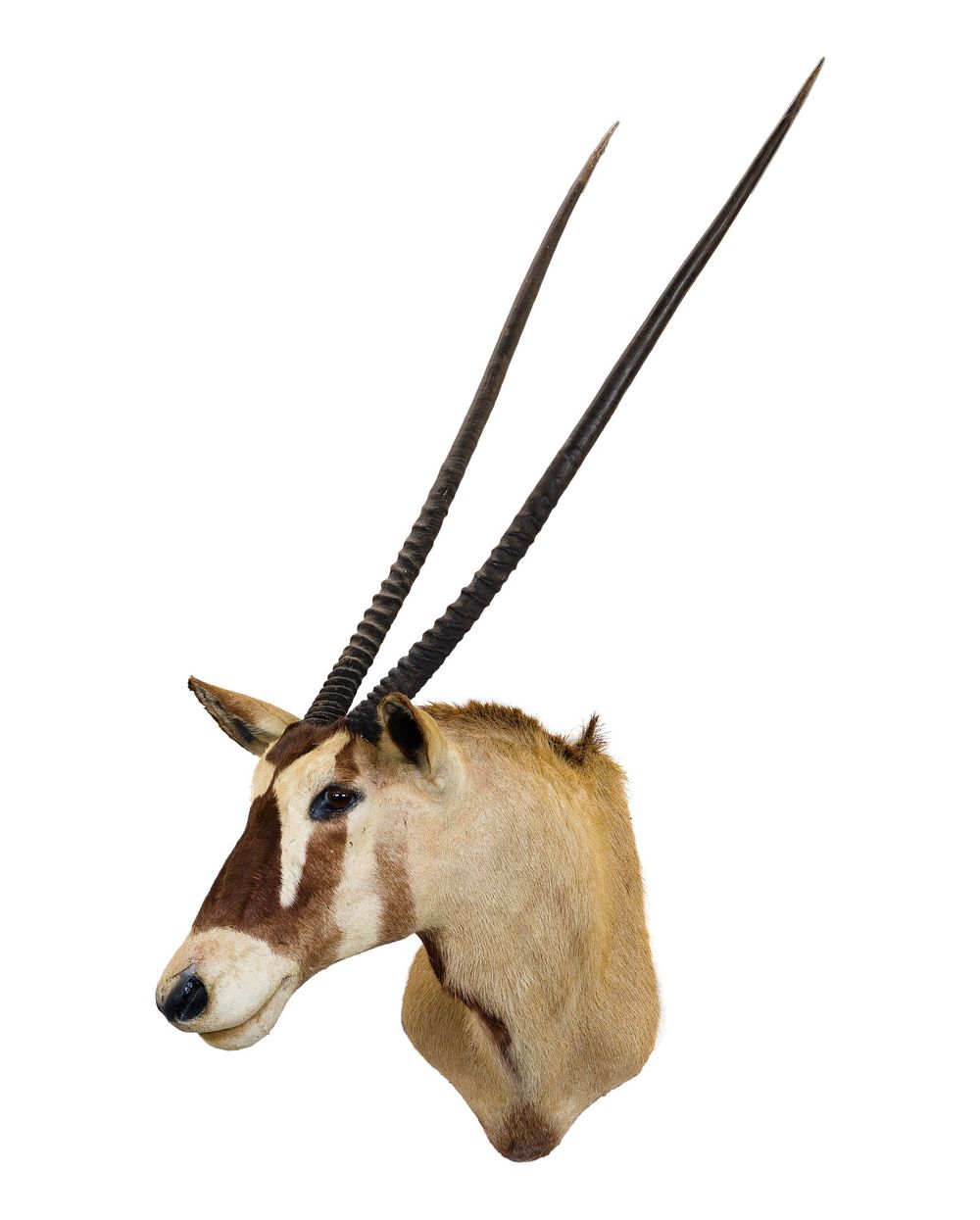 Lot 304: African Gemsbuck Shoulder Mount Taxidermy