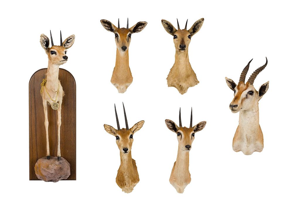 Lot 305: African Horned Shoulder Mount Taxidermy Assortment