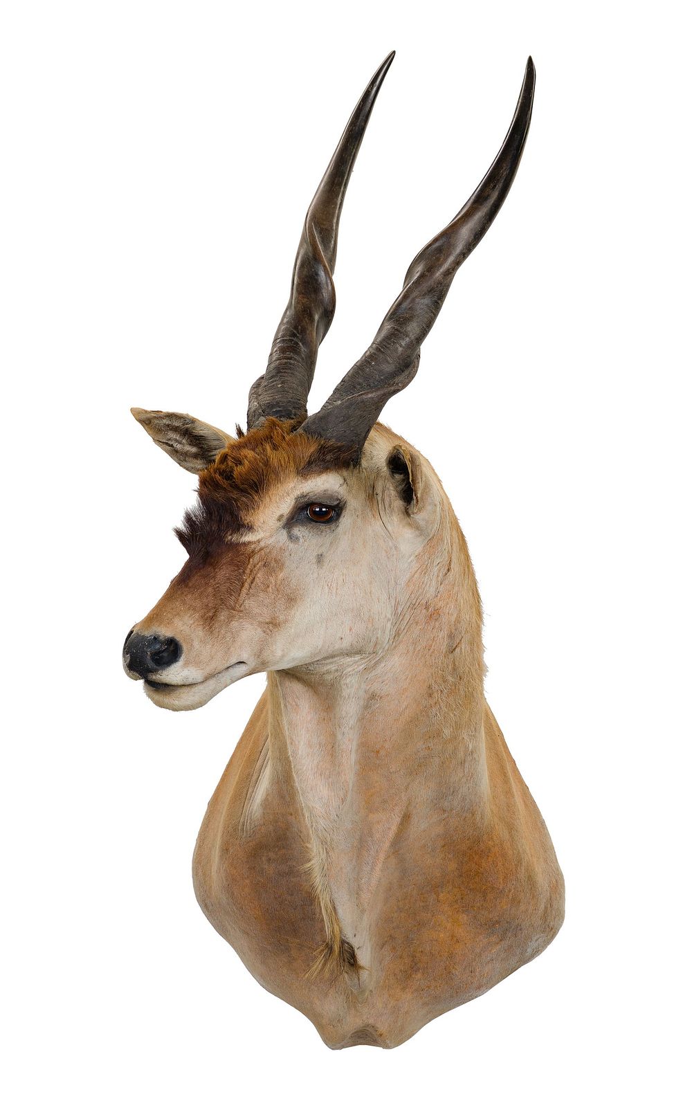 Lot 306: African Livingstone's Eland Shoulder Mount Taxidermy